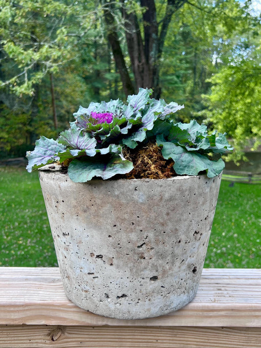 Cement pot with a leafy green plant on a wooden surface with a garden background