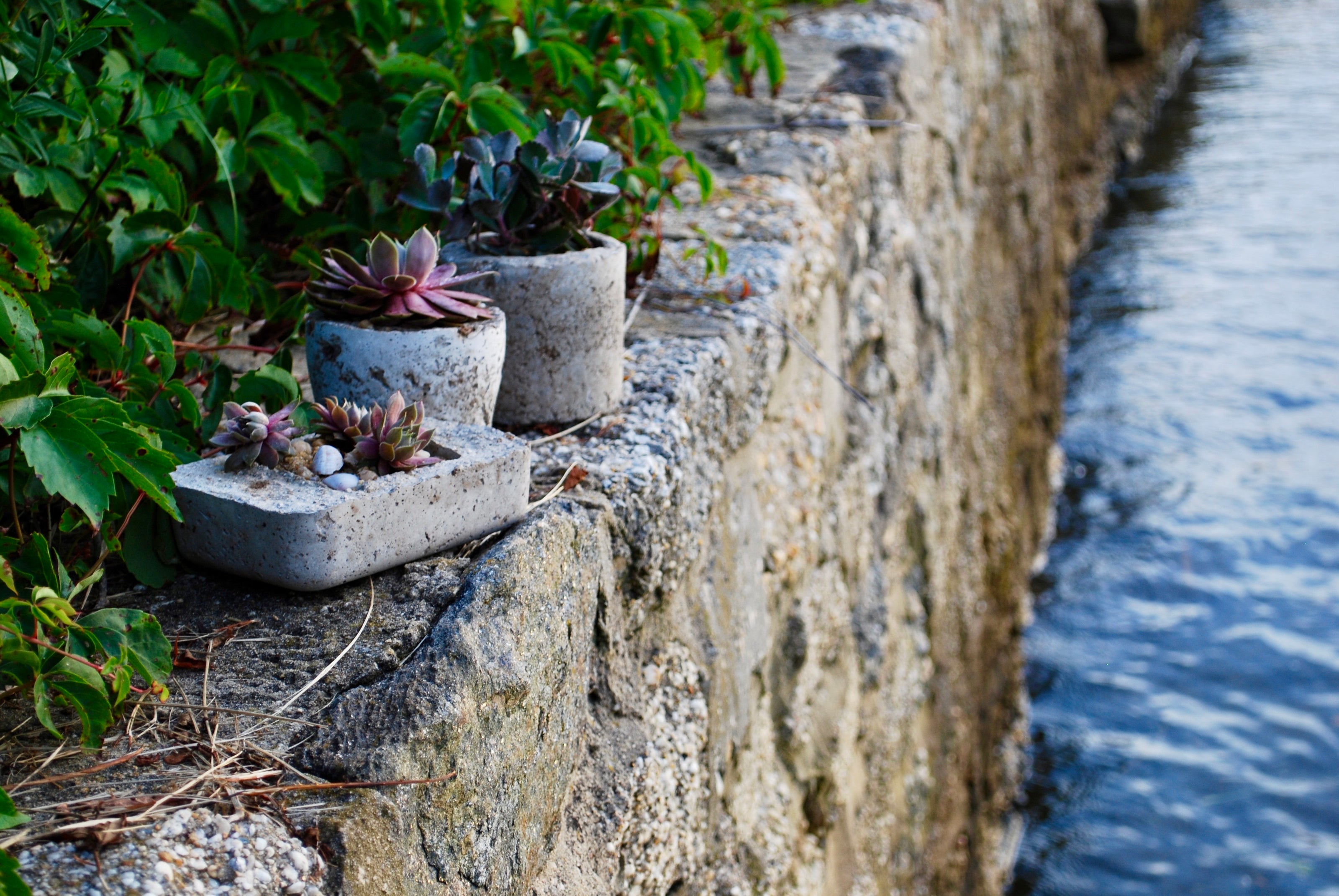 Potted plants on a stone wall by a water body