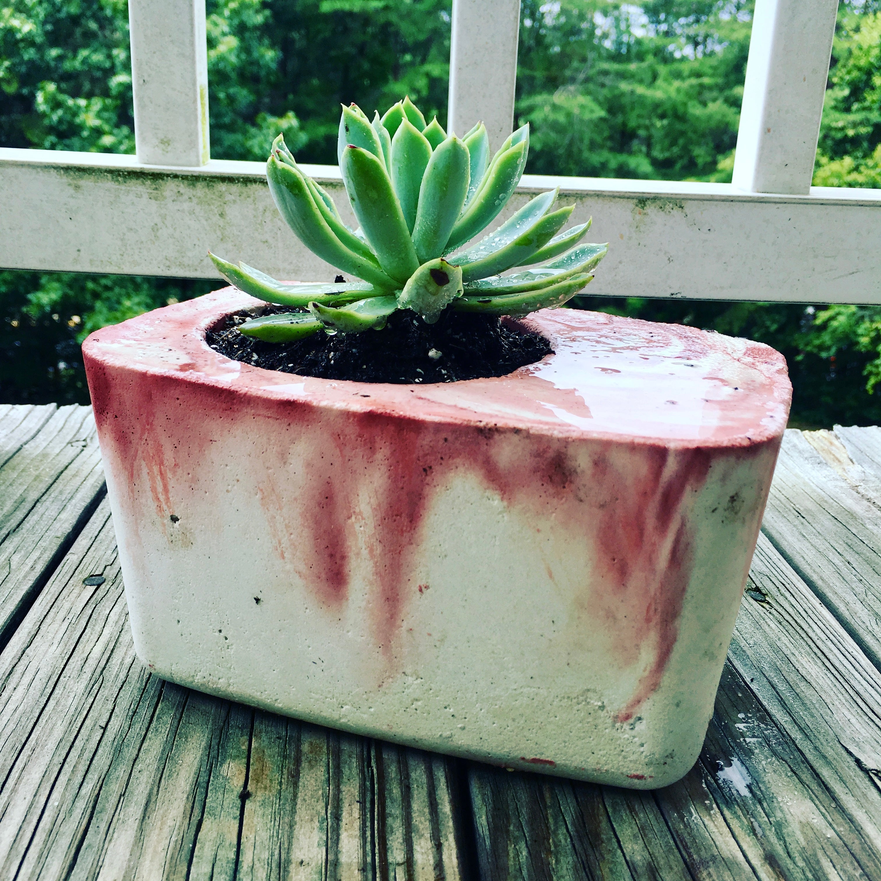 Ceramic planter with succulent on a wooden deck