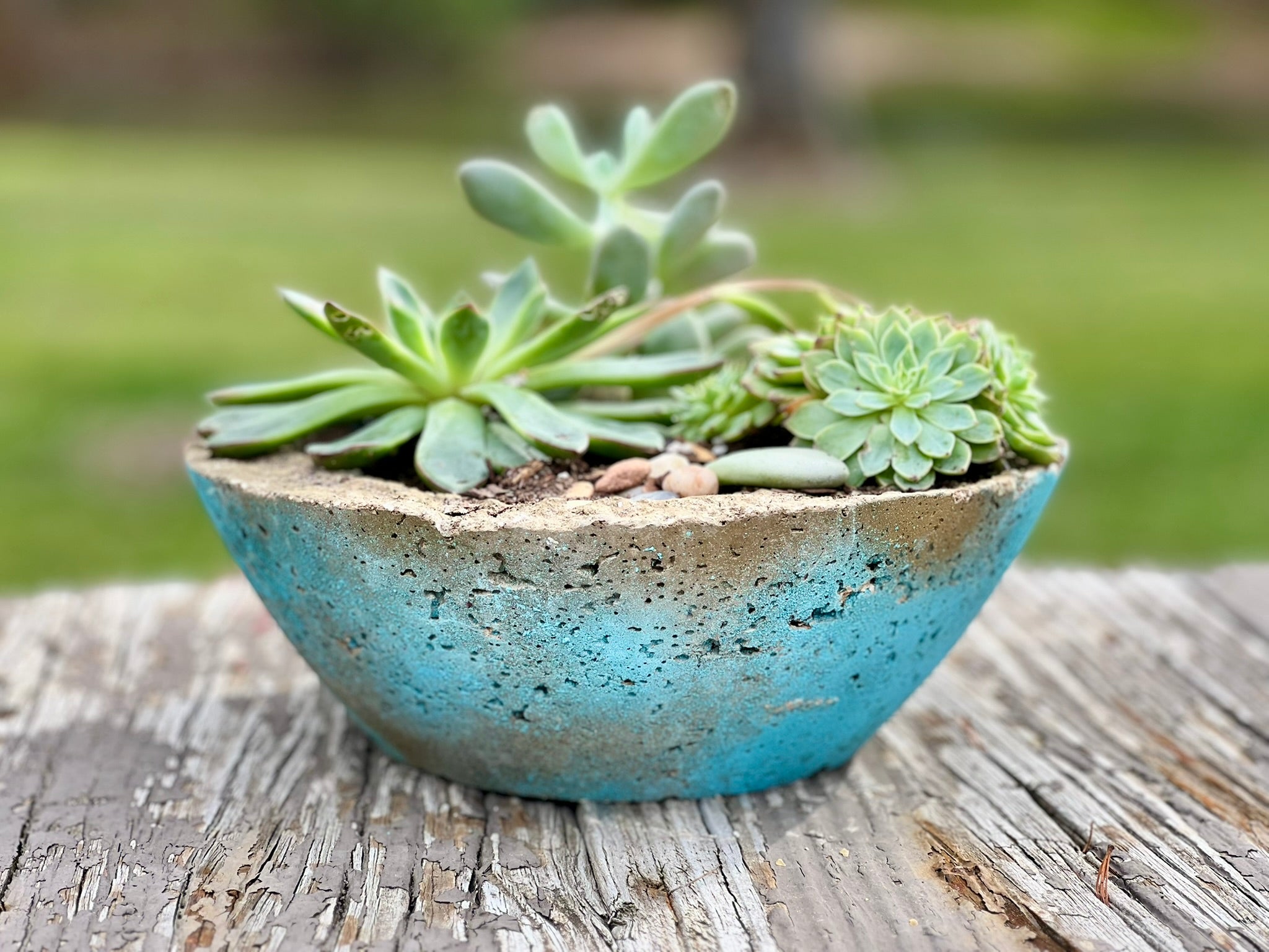 Cement bowl with succulents on a wooden surface