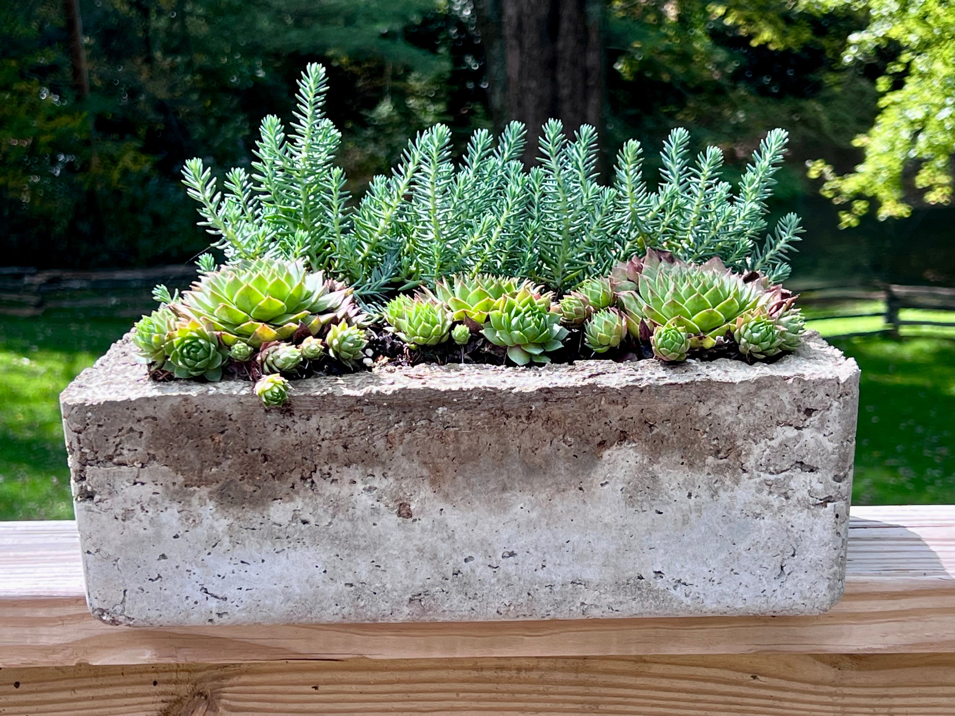 Concrete planter with succulents on a wooden surface
