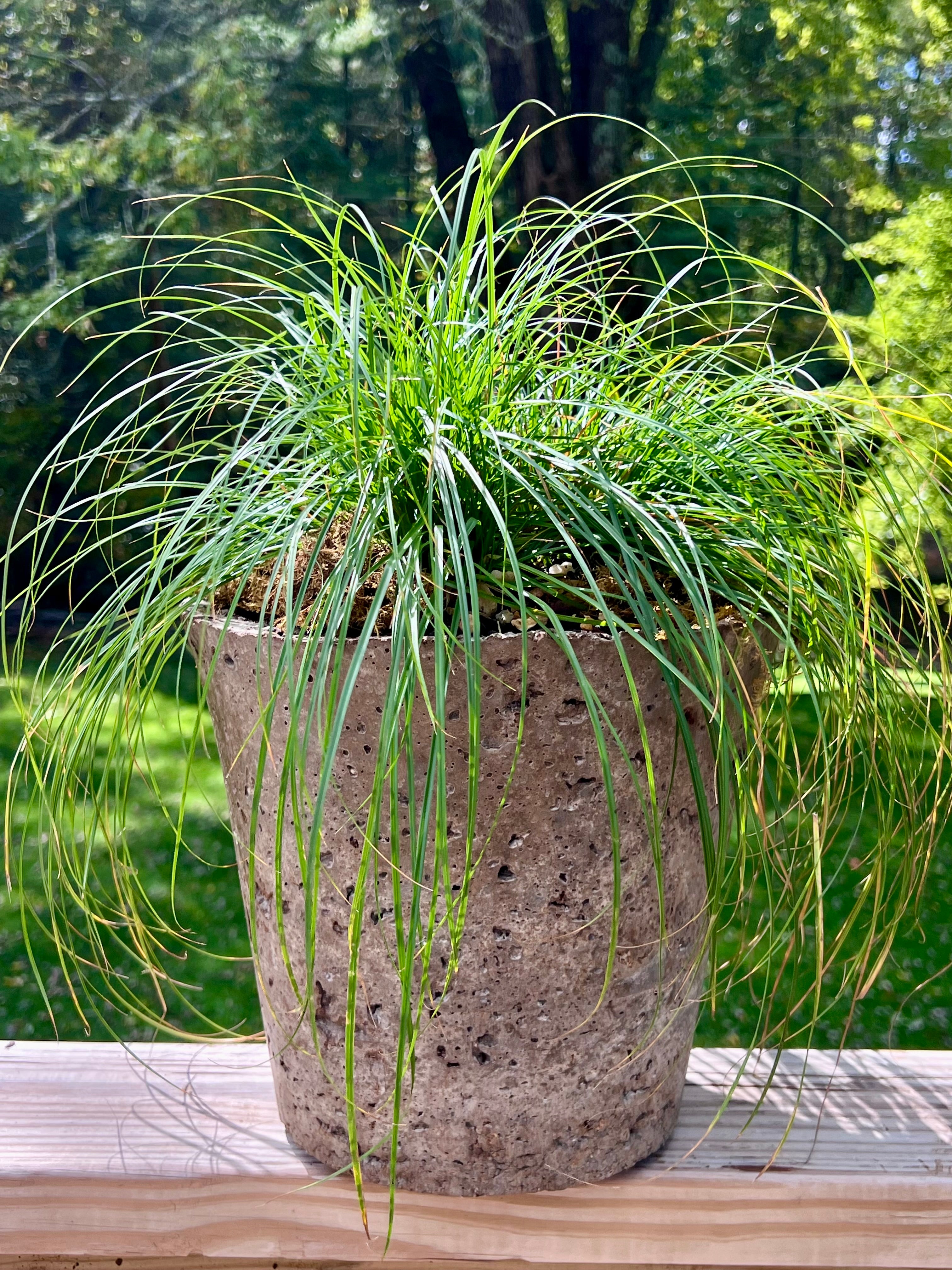 Potted plant with long green leaves on a wooden surface with a blurred natural background