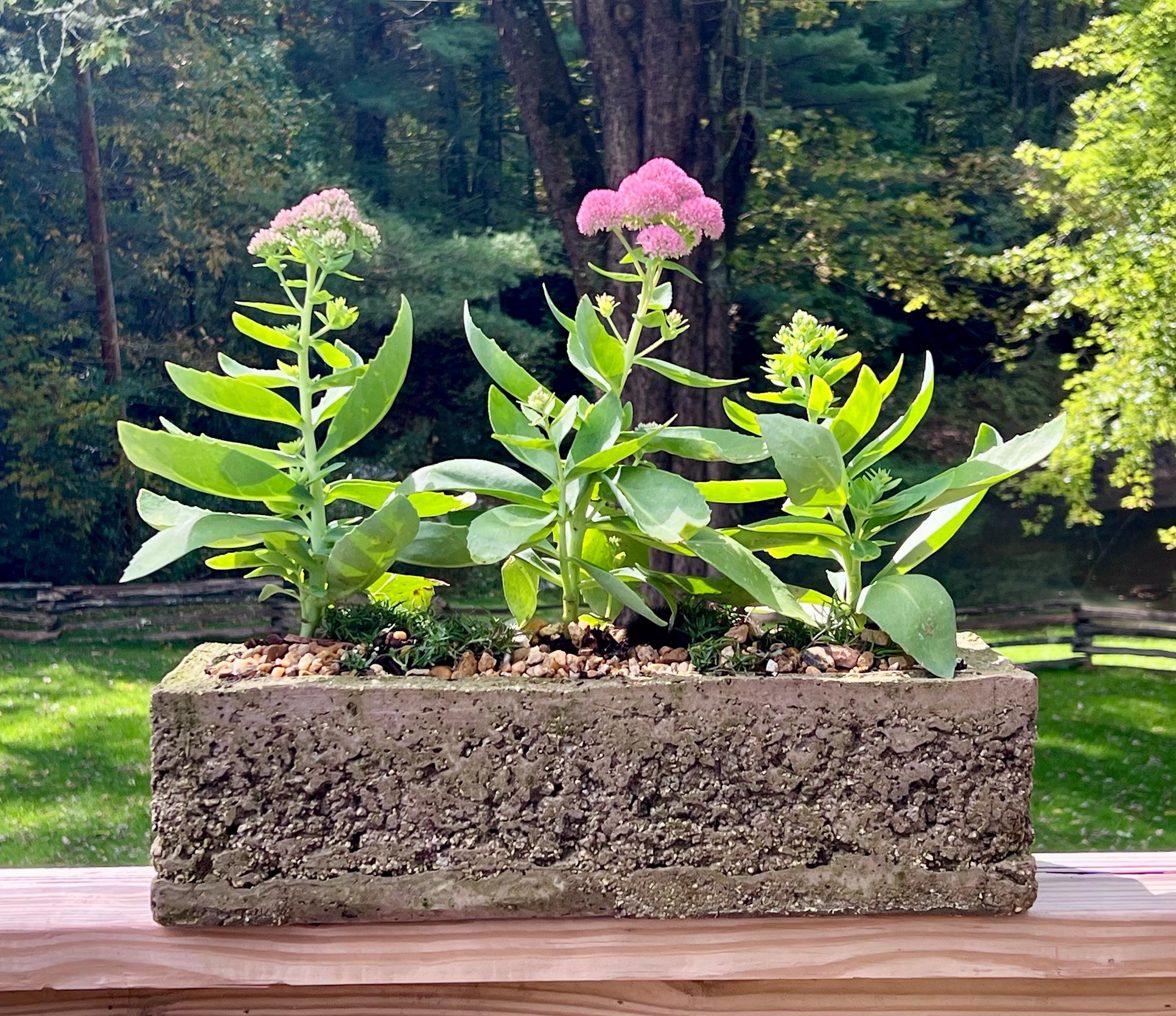 Three plants in a concrete planter with a natural background