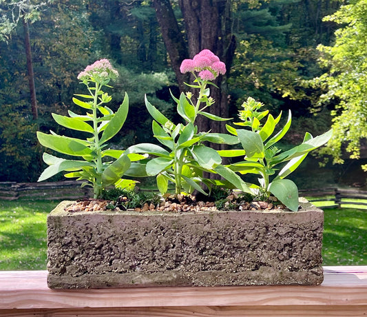 Three plants in a concrete planter with a natural background