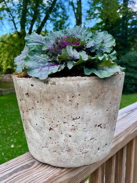 Potted plant with purple flowers in a textured pot on a wooden deck
