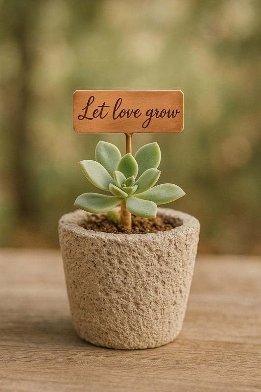 Small potted succulent with a wooden sign that says 'Let love grow' on a blurred natural background.